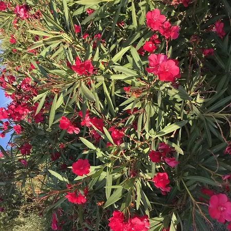 Ref Zar07 Villa Selva de Mar